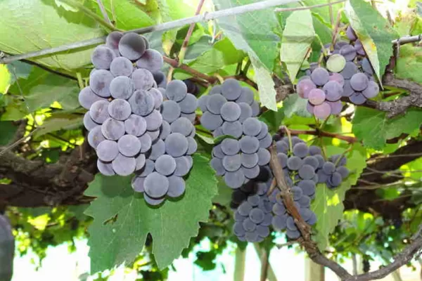 Bengaluru Blue- best grape for your health. Bengaluru Blue- best grape for your health.