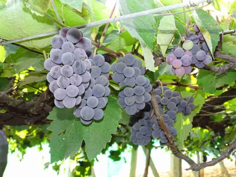 Bengaluru Blue- best grape for your health.