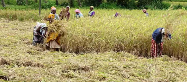 ಭತ್ತದ ಬೆಳೆಗಾರರಿಗೆ ಭಾರತ ಸರಕಾರದ ಸಹಾಯ.    