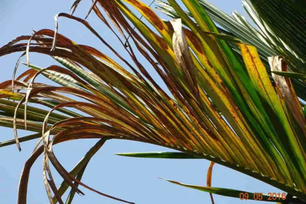 Why are areca nut leaves turn yellow