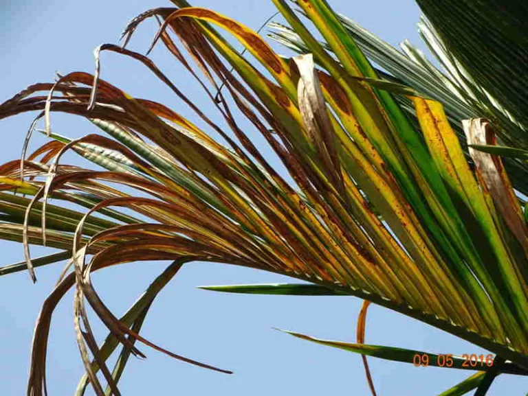 Why are areca nut leaves turn yellow