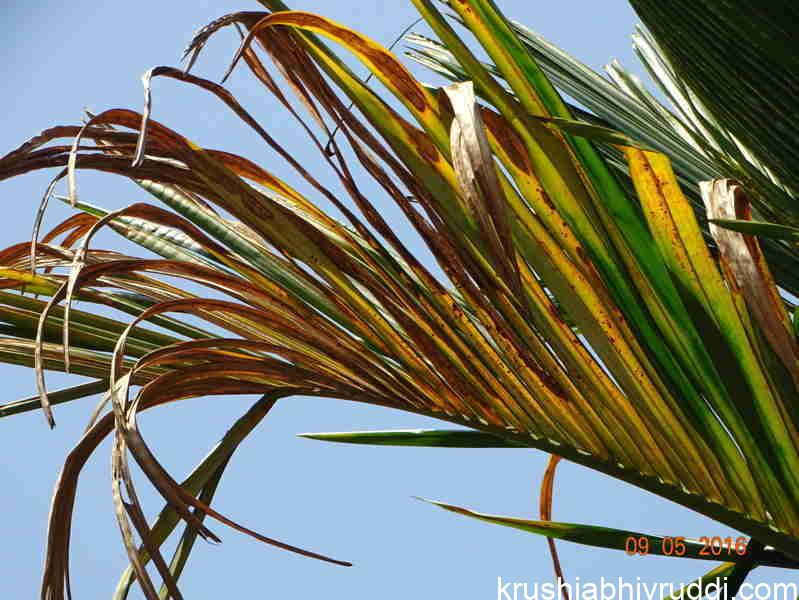 Why are areca nut leaves turn yellow