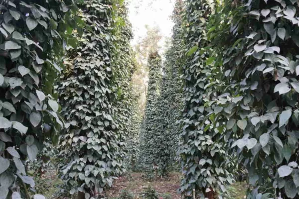 Trichoderma for biological control, enhanced plant growth and disease suppression Trichoderma for biological control, enhanced plant growth and disease suppression