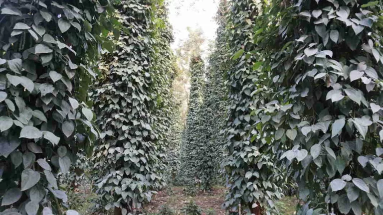 Trichoderma for biological control, enhanced plant growth and disease suppression