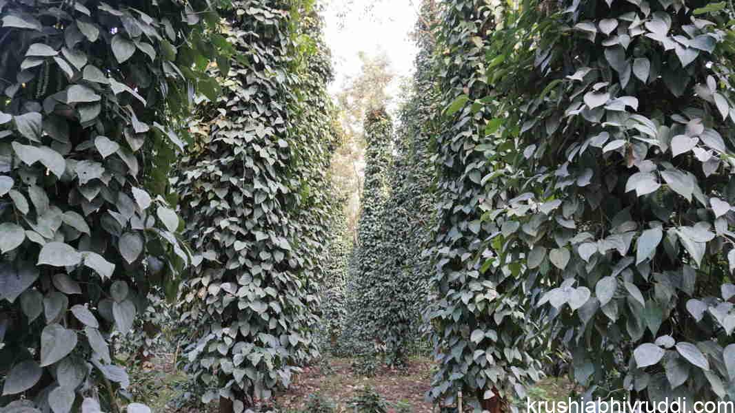 Trichoderma for biological control, enhanced plant growth and disease suppression
