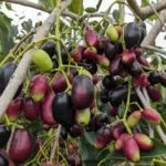 Growing gaint Jamun tree in to Bush shape.