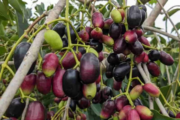 Growing gaint Jamun tree in to Bush shape.