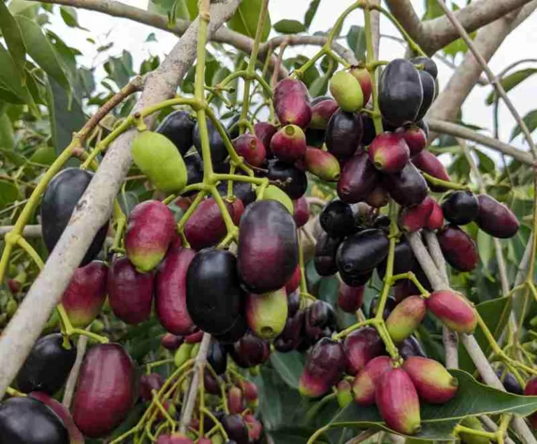 Growing gaint Jamun tree in to Bush shape.
