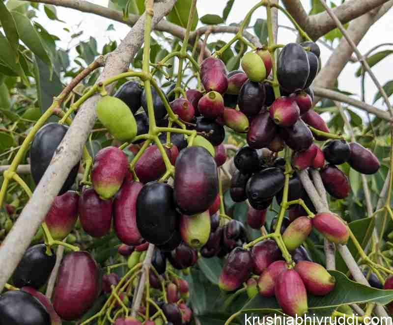 Growing gaint Jamun tree in to Bush shape.