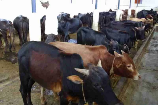 ಗಂಡು ಕರು ಸಾಕಿದರೆ ತಿಂಗಳಿಗೆ 1500 ರೂ. ಆದಾಯ.