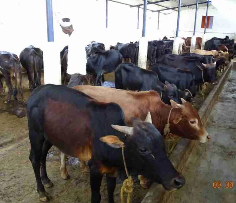 ಗಂಡು ಕರು ಸಾಕಿದರೆ ತಿಂಗಳಿಗೆ 1500 ರೂ. ಆದಾಯ.