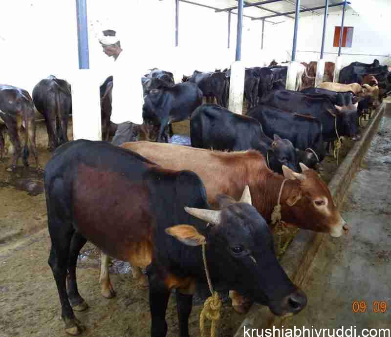 ಗಂಡು ಕರು ಸಾಕಿದರೆ ತಿಂಗಳಿಗೆ 1500 ರೂ. ಆದಾಯ.