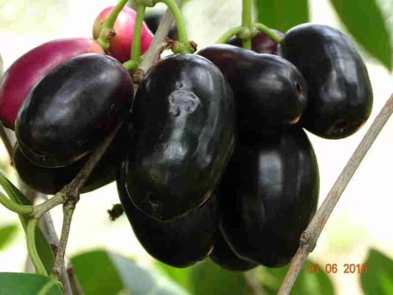 ನೇರಳೆ ಮರವನ್ನು ಪೊದೆಯಾಗಿ ಬೆಳೆಸುವ ವಿಧಾನ.