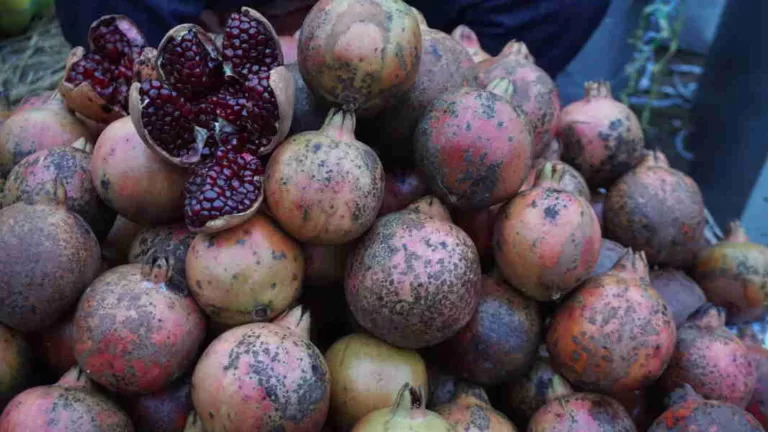 ಈ  ದಾಳಿಂಬೆ ಹಣ್ಣು ಉಚಿತವಾಗಿ ಕೊಟ್ಟರೂ ಗಿರಾಕಿ ಇಲ್ಲ. ಯಾಕೆ?