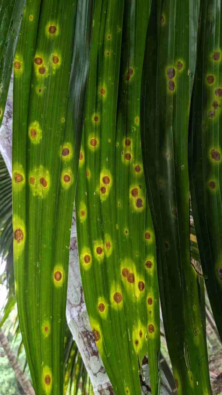 ಎಲೆಚುಕ್ಕೆ ರೋಗ ಸಿಂಪರಣೆಯಿಂದ ವಾಸಿಯಾಗುವುದಿಲ್ಲ. ಯಾಕೆ ಗೊತ್ತೇ?