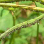 ಅಲಸಂಡೆ ಬೆಳೆಯಲ್ಲಿ ಸಸ್ಯ ಹೇನು ನಿಯಂತ್ರಣ
