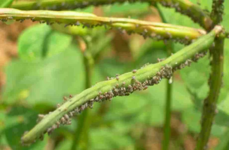 ಅಲಸಂಡೆ ಬೆಳೆಯಲ್ಲಿ ಸಸ್ಯ ಹೇನು ನಿಯಂತ್ರಣ