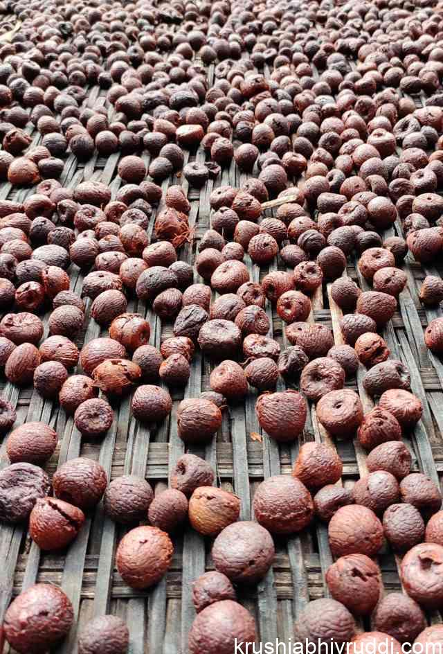 ಕೆಂಪಡಿಕೆ ಧಾರಣೆ 49000 ಕ್ಕೆ ಏರಿದೆ- ಚಾಲಿ ಸಹ ಸಧ್ಯವೇ ಏರುತ್ತದೆ.
