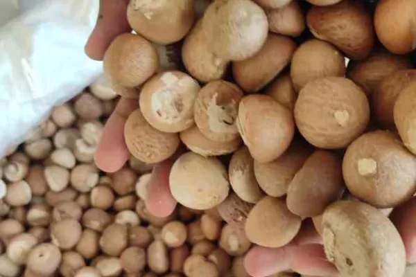 ಏರಿಕೆಯತ್ತ ಅಡಿಕೆ – ಕರಿಮೆಣಸು ಧಾರಣೆಯೂ ಏರಿಕೆ.