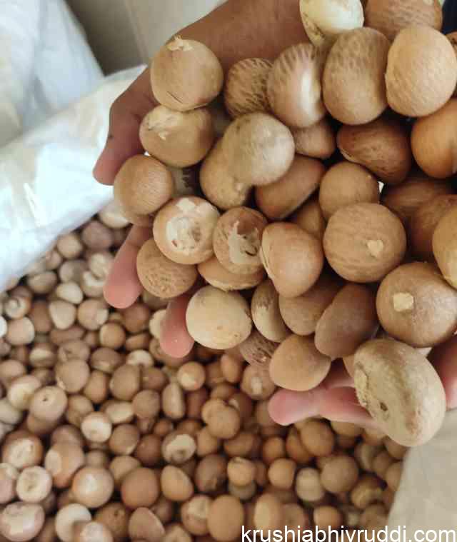 ಏರಿಕೆಯತ್ತ ಅಡಿಕೆ – ಕರಿಮೆಣಸು ಧಾರಣೆಯೂ ಏರಿಕೆ.