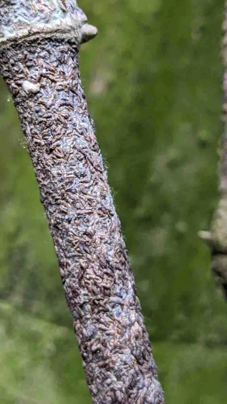 ಕರಿಮೆಣಸು ಬಳ್ಳಿ ಸಾಯುತ್ತಿದೆಯೇ? ಈ ಕೀಟ ಇರಬಹುದು ಗಮನಿಸಿ.