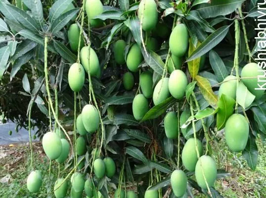 ಮಾವಿನ ಮರ –ಸಸಿ ಇದ್ದವರು ತಕ್ಷಣ ಈ ಕೆಲಸ ಮಾಡಬೇಕು. ಮಾವಿನ ಮರ –ಸಸಿ ಇದ್ದವರು ತಕ್ಷಣ ಈ ಕೆಲಸ ಮಾಡಬೇಕು.