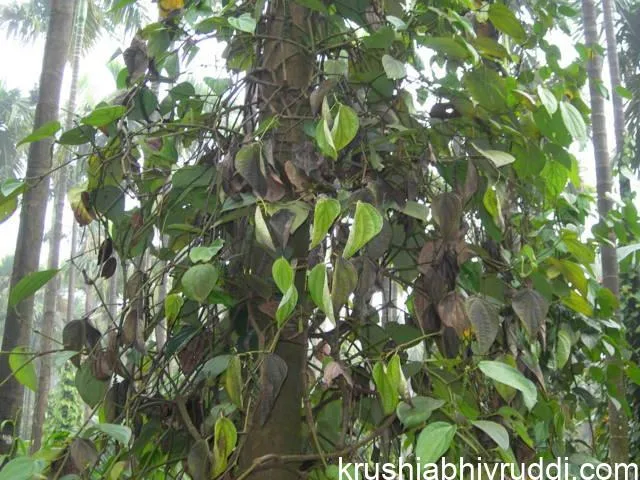 ಕರಿಮೆಣಸಿನ ಈ ರೋಗವನ್ನು ಹೇಗೆ ಗುಣ ಮಾಡುವುದು?