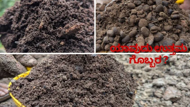 ಉತ್ತಮ ಇಳುವರಿಗೆ ಇವುಗಳಲ್ಲಿ ಯಾವ ಗೊಬ್ಬರ ಉತ್ತಮ?