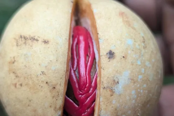 ಜಾಯಿ ಸಾಂಬಾರ – ಬೀಜದ ಸಸಿಯೇ ಲಾಭದಾಯಕ. ಜಾಯಿ ಸಾಂಬಾರ
