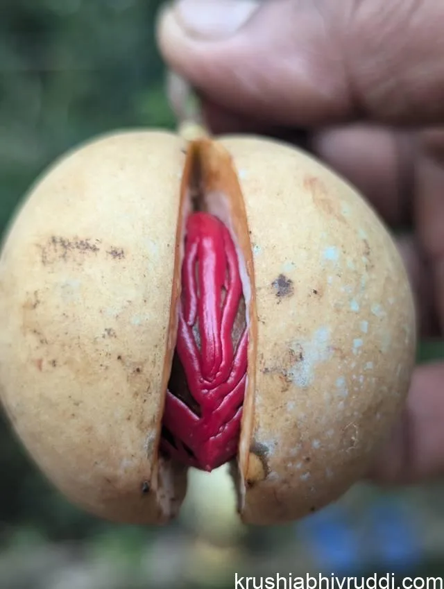 ಜಾಯಿ ಸಾಂಬಾರ
