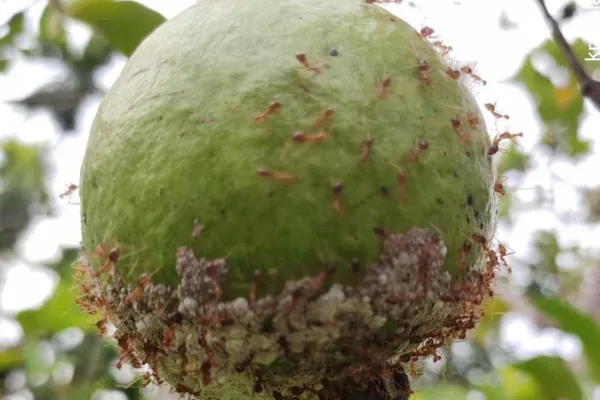ಇರುವೆಗಳು ಯಾಕೆ ಬರುತ್ತವೆ- ಇದರಿಂದ ತೊಂದರೆ ಇದೆಯೇ? ಇರುವೆಗಳು ಯಾಕೆ ಬರುತ್ತವೆ- ಇದರಿಂದ ತೊಂದರೆ ಇದೆಯೇ?