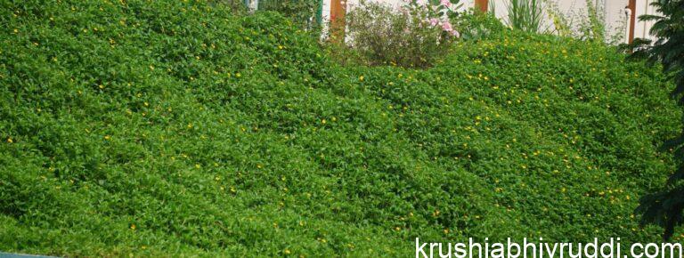 ಕಳೆಯಲ್ಲ ಇದು ಪ್ರಕೃತಿ ಕೊಟ್ಟ ವರ