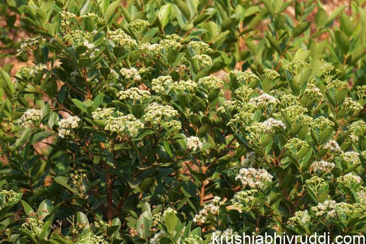 ಕುಂಟು ನೇರಳೆ ಹೂವುಗುಚ್ಚ
