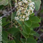 ಕುಂಟು ನೇರಳೆ-ಹೂವು