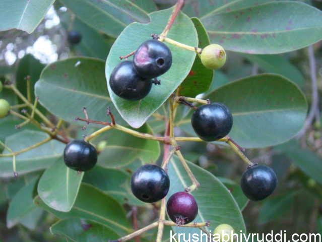 ಹಣ್ನು