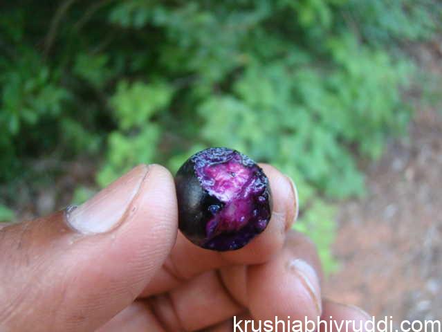 ಕುಂಟಾಲ  ಹಣ್ಣು