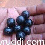 ಕುಂಟು ನೇರಳೆ-ಕುಂಟಾಲ ಮರಗಳು ಎಲ್ಲಿ ಹೋದವೋ?