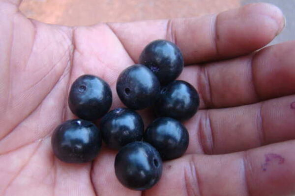 ಕುಂಟು ನೇರಳೆ-ಕುಂಟಾಲ ಮರಗಳು ಎಲ್ಲಿ ಹೋದವೋ?
