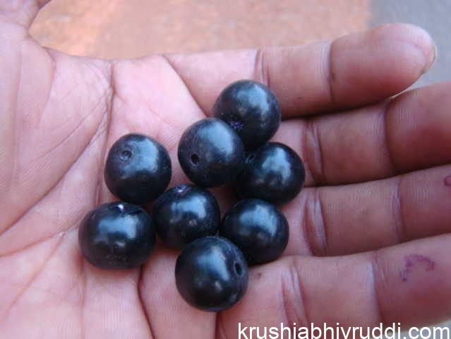 ಕುಂಟು ನೇರಳೆ-ಕುಂಟಾಲ ಮರಗಳು ಎಲ್ಲಿ ಹೋದವೋ?