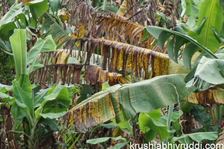 ಬಾಳೆಯ ಈ ಶಿಲೀಂದ್ರ ರೋಗಕ್ಕೆ ಏನು ಪರಿಹಾರ ?