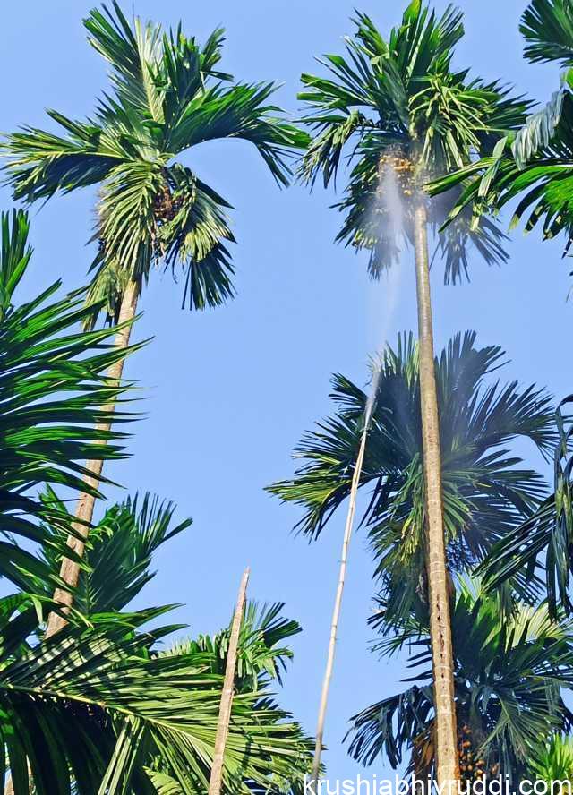 ಔಷಧಿ ಸಿಂಪರಣೆ ಮಾಡುವ ಸರಿಯಾದ ವಿಧಾನ.