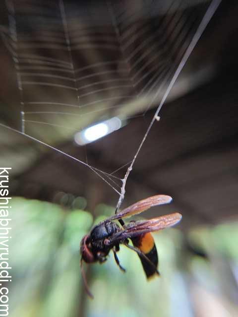 ಜೇಡಗಳು ಅಪಾಯಕಾರಿ ಅಲ್ಲ. ಅವು ಉಪಕಾರಿಗಳು.