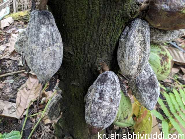 ಕಪ್ಪುಕಲೆಗಳು ಗೋಚರವಾಗಿ ಅದು ಇಡೀ ಕಾಯಿಗೆ ವ್ಯಾಪಿಸುತ್ತದೆ.