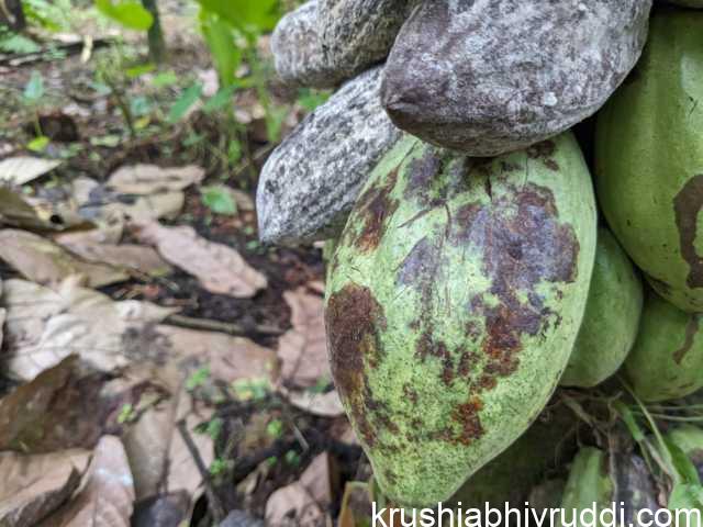 ಮಳೆ ಒಂದು ಬಂದ ತಕ್ಷಣ ಕಾಯಿಯ ಮೇಲೆ ಅಲ್ಲಲ್ಲಿ ಕಪ್ಪು ಕಲೆಗಳಾಗಲಾರಂಭಿಸುತ್ತದೆ