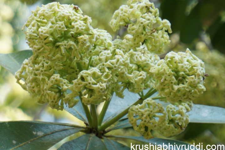 ಪಾಲೆ ಮರದ ಹೂವು