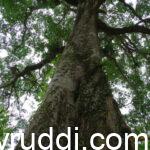 ಆಷಾಢ ಅಮಾವಾಸ್ಯೆಯೂ – ಪಾಲೆ ಮರದ ಚೆಕ್ಕೆಯೂ...