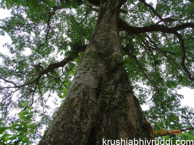 ಆಷಾಢ ಅಮಾವಾಸ್ಯೆಯೂ – ಪಾಲೆ ಮರದ ಚೆಕ್ಕೆಯೂ...