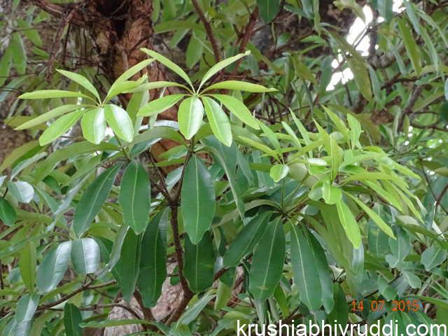 ಎಲೆಗಳು ಹೀಗೆ ಇರುವುದಕ್ಕೆ ಇದನ್ನು ಸಪ್ತಪರ್ಣೀ ಎನ್ನುತ್ತಾರೆ.