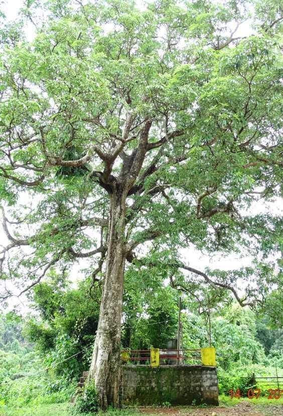 ಮರಕ್ಕೆ ಕಟ್ಟೆ ಕಟ್ಟಿ ಸಂರಕ್ಷಿಸುತ್ತಾರೆ