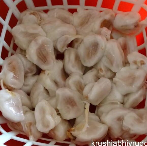 ಬೀಜಗಳು ಹೀಗೆ ಇರಬೇಕು